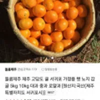 돌콤제주 제주 고당도 노지감귤 실중량 2kg