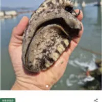 완도산 싱싱한 활전복 8-9미 1kg 대