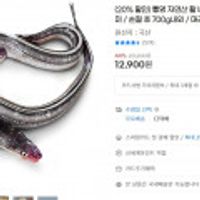 통영 자연산 활 바다장어 (특대) 1kg 2-4미/손질 후 700g내외/머리 뼈 포함/소스증정