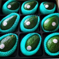 프리미엄 아보카도 중과 1.6kg / 9개입