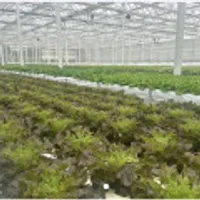 유러피안 샐러드상추 1kg 6종모듬