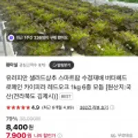 유러피안 샐러드상추 1kg 6종