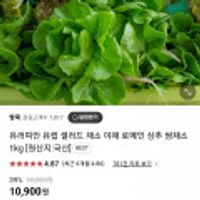 유러피안 유럽 샐러드 채소 야채 로메인 상추 쌈채소 1kg