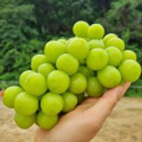 고당도 샤인머스켓 2kg 가정용