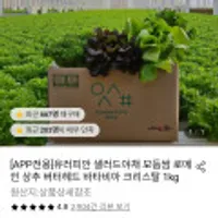 유러피안 샐러드야채 모듬쌈 로메인 상추 버터헤드 바타비아 크리스탈 1kg