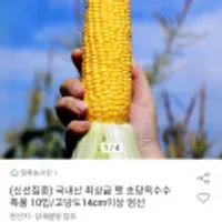 국내산 최상급 햇 초당 옥수수 10개입