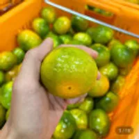 제주 타이벡 햇 노지 감귤 10kg 대과