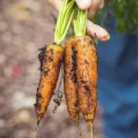 친환경 제주 구좌 흙당근 미니 10kg