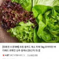 친환경 무농약 유럽 샐러드 채소 1kg 4~6종