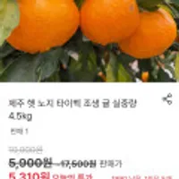 제주 햇 노지 타이벡 조생 귤