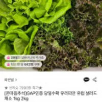 GAP인증 당일수확 유러피안 샐러드 1kg