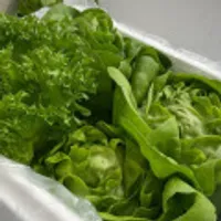 당일수확 신선한 유러피안 샐러드채소 1kg