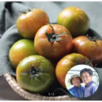 24년 첫출하 대저토마토 2.5kg(M사이즈)