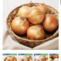 무안 황토 햇양파 5kg