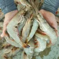 자연산 대하 15미내외(22,810/무료)황태채500g(12,540/무료)1kg(21,540/무료)