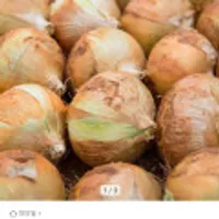 제주 햇양파 장아찌용 소 5kg