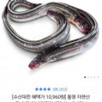 통영 자연산 활 손질 생 바다장어 (대) 실중량 700g내외 2-4미