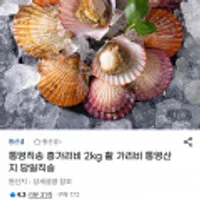 통영직송 홍가리비 2kg 활 가리비 통영산지 당일직송