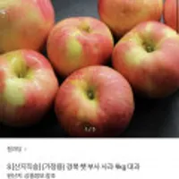 산지직송 가정용 경북 햇부사사과 9Kg