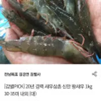생물 새우 1KG 30-35미 대