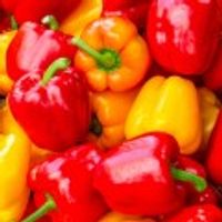 달큰하고 아삭한 지지팜 파프리카 정품(실속형) 2kg