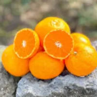 제주 고당도 카라향/천혜향 4kg