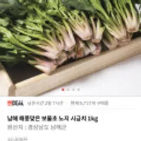 남해 해풍맞은 보물초 노지 시금치 1kg