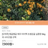 제주 타이벡 조생감귤 실중량 중대과 9kg