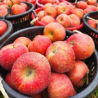 청송 부사 비세척 꿀사과 2kg 중과(7~9개)