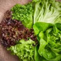 유럽 샐러드 로메인 상추 쌈채소 1kg