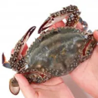 제철 햇 활꽃게 2kg