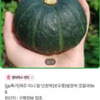 제주 미니 밤 단호박(보우짱) 로얄과 5kg