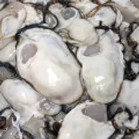 특A급+ 통영 생굴 1kg