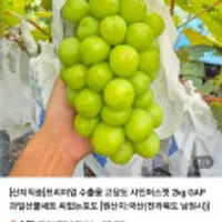 프리미엄 수출용 고당도 샤인머스켓 2kg