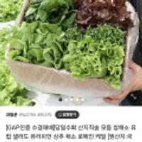 당일수확 산지직송 모듬 쌈채소 유럽샐러드 1kg