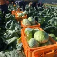 국내산 친환경 무농약 양배추 3kg 온누리20%혜택