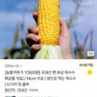 국내산 햇 초당 옥수수 특상품 10입