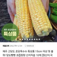 제주 초당옥수수 특상품 15cm 이상 10개