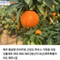 제주 황금향 프리미엄 고당도 3kg 선물세트