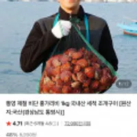 통영 제철 비단 홍가리비 1kg