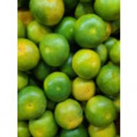 제주 서귀포 극조생 감귤 10kg 2L 출시기념 할인