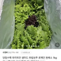 당일수확 유러피안 샐러드 유럽상추 로메인 쌈채소 1kg