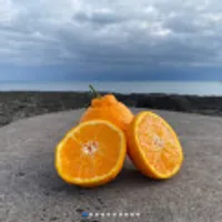 제주 한라봉 가정용 2kg 중대과 1박스