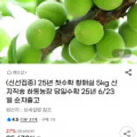 25년 첫수확 황매실 5kg 산지직송