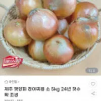 제주 햇양파 장아찌용 소 5kg 24년수확