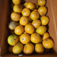 제주 서귀포 고당도 하우스 황금향 2.5kg