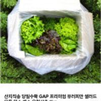 유러피안 샐러드 모듬 믹스 채소 유럽상추 1kg