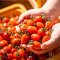 대추방울토마토, 리큐 얼룩제거 올인원 세탁세제, 오랄비 그린티 칫솔 