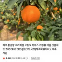 제주 황금향 프리미엄 고당도 꼬마과 3kg