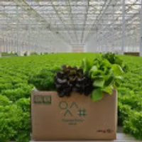 유러피안 샐러드야채 모듬쌈 로메인 상추 버터헤드 바타비아 크리스탈 1kg